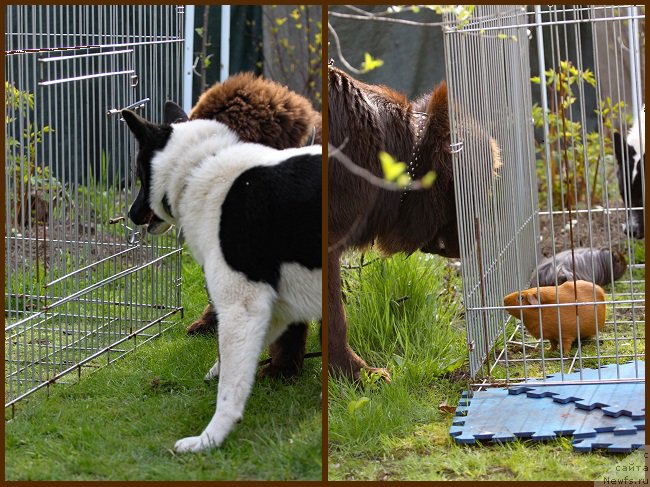 Фото: ньюфаундленд Браунблад МСК Абрамс-Стронг (Brownblood MSK Abrams-Strong), рел Фортис