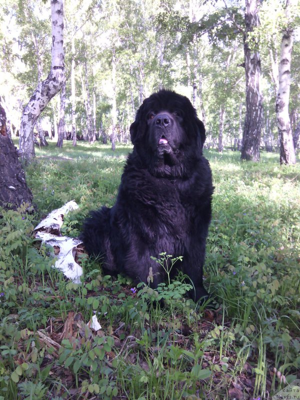 Фото: ньюфаундленд Блэк Даймонд из Аркаима