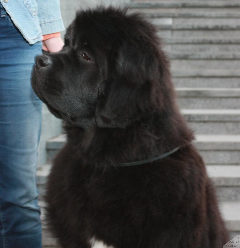 Фото: ньюфаундленд Моон Броок Египтиан Куиин (Moon Brook Egyptian Queen)