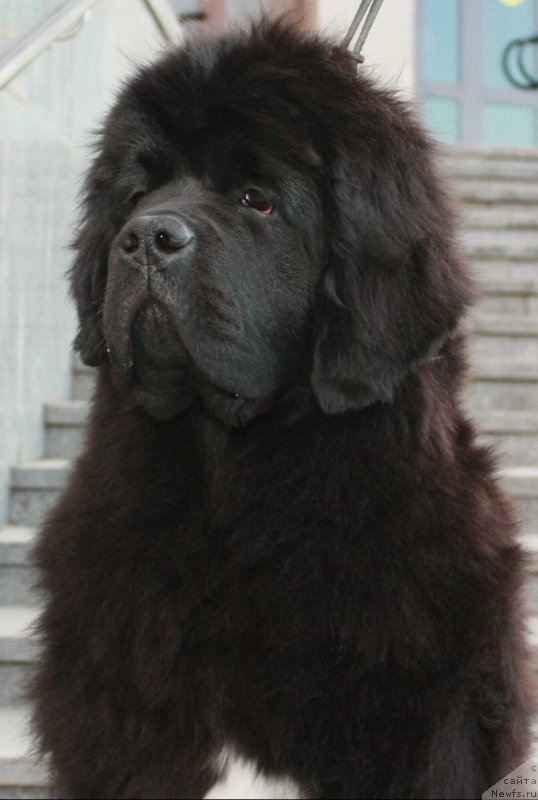 Фото: ньюфаундленд Моон Броок Египтиан Куиин (Moon Brook Egyptian Queen)