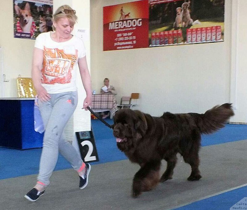 Фото: ньюфаундленд Хакку Шоколадный Медведь (Hakku Shokoladnyy Medved)