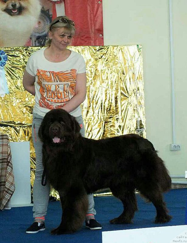 Фото: ньюфаундленд Хакку Шоколадный Медведь (Hakku Shokoladnyy Medved)