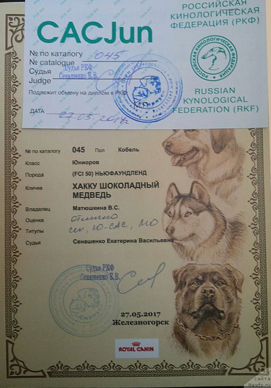 Фото: ньюфаундленд Хакку Шоколадный Медведь (Hakku Shokoladnyy Medved)