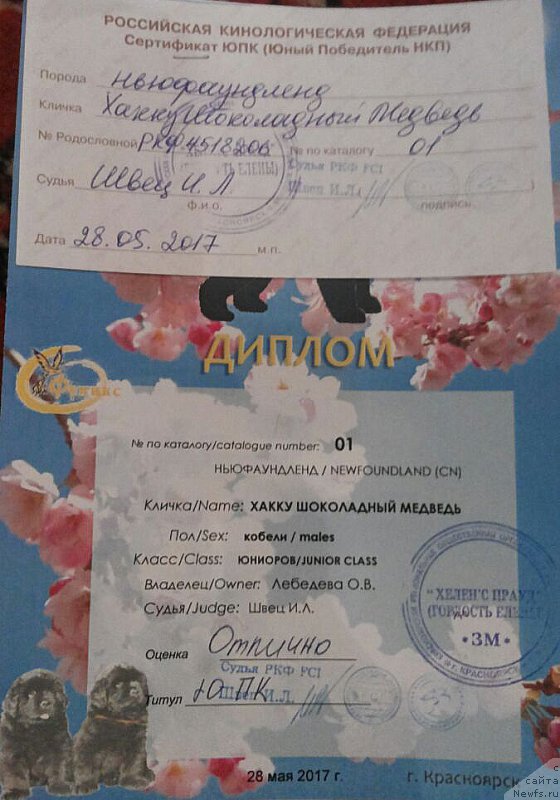 Фото: ньюфаундленд Хакку Шоколадный Медведь (Hakku Shokoladnyy Medved)