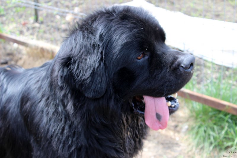Фото: ньюфаундленд Чарльз Балу Блек Биар