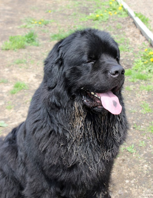 Фото: ньюфаундленд Чарльз Балу Блек Биар