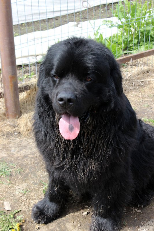 Фото: ньюфаундленд Чарльз Балу Блек Биар