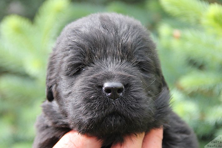 Фотография № 225465