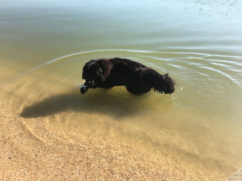 Фото: ньюфаундленд Жемчужина Кубани Зира (Zhemchuzhina Kubani Zira)