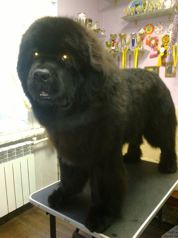 Фотография № 225474