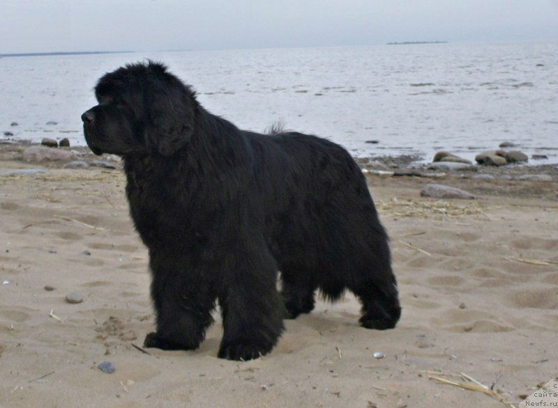 Фото: ньюфаундленд Акватория Келвин Флэш Ройал (Aquatoriya Kelvin Flash Royal)