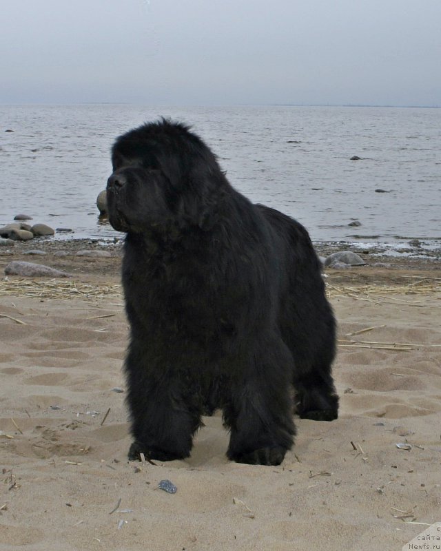 Фото: ньюфаундленд Акватория Келвин Флэш Ройал (Aquatoriya Kelvin Flash Royal)