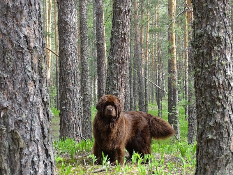 Фотография № 225480