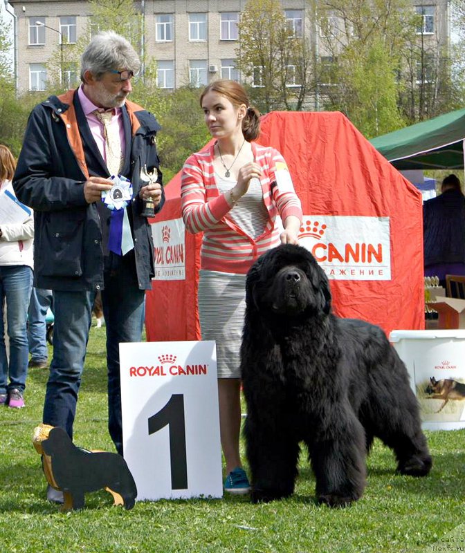 Фото: ньюфаундленд Акватория Келвин Флэш Ройал (Aquatoriya Kelvin Flash Royal), Александра Веснина, эксперт Bela Siklósi (Венгрия)