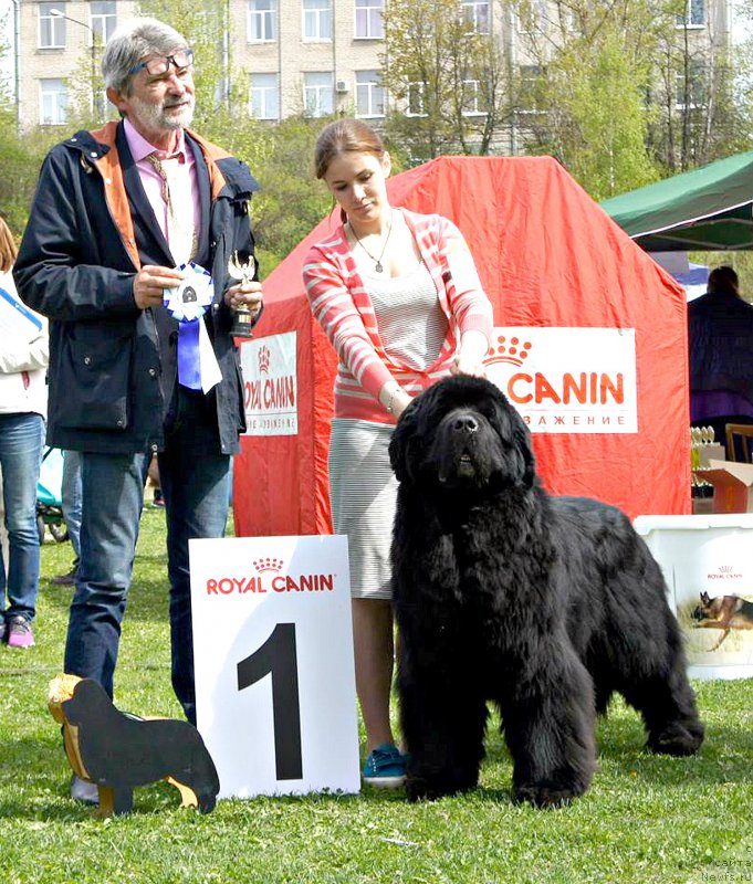 Фото: ньюфаундленд Акватория Келвин Флэш Ройал (Aquatoriya Kelvin Flash Royal), Александра Веснина, Bela Siklósi (Венгрия)