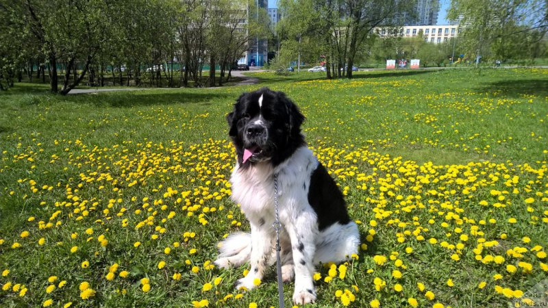 Фотография № 225494