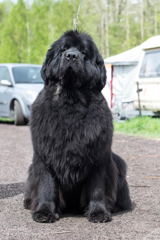 Фотография № 225507