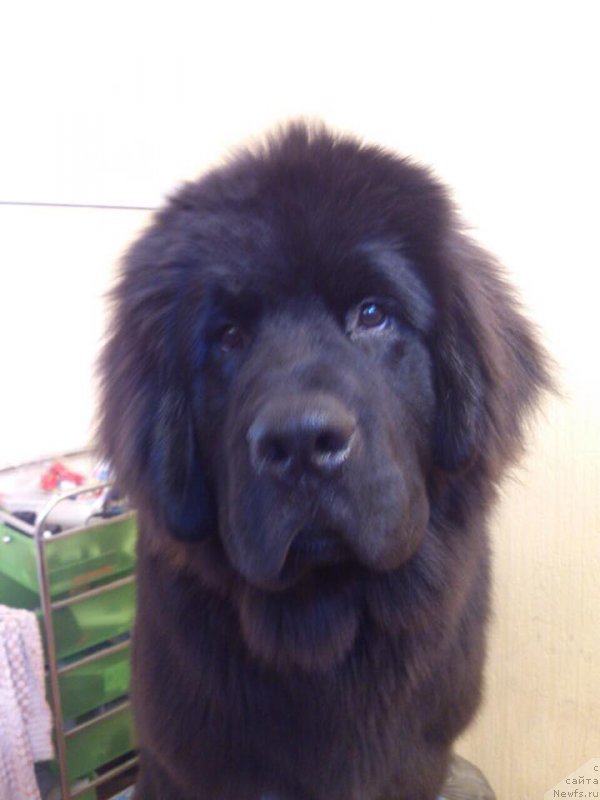 Фотография № 225511