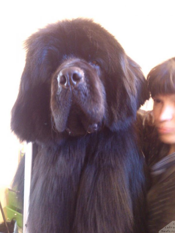 Фото: ньюфаундленд Супер Премиум Уильям Шекспир (Super Premium William Shakspear)