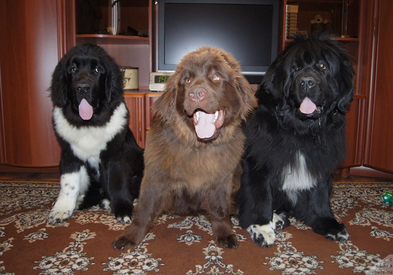 Фотография № 225515