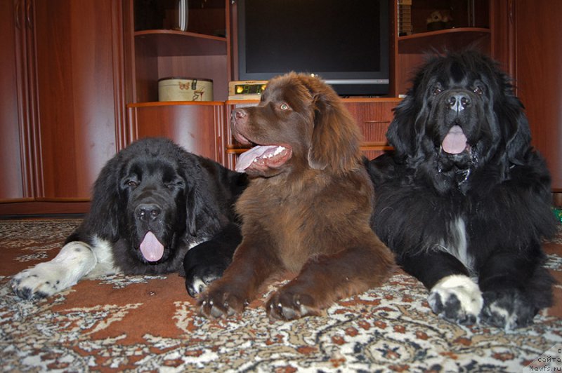 Фотография № 225516