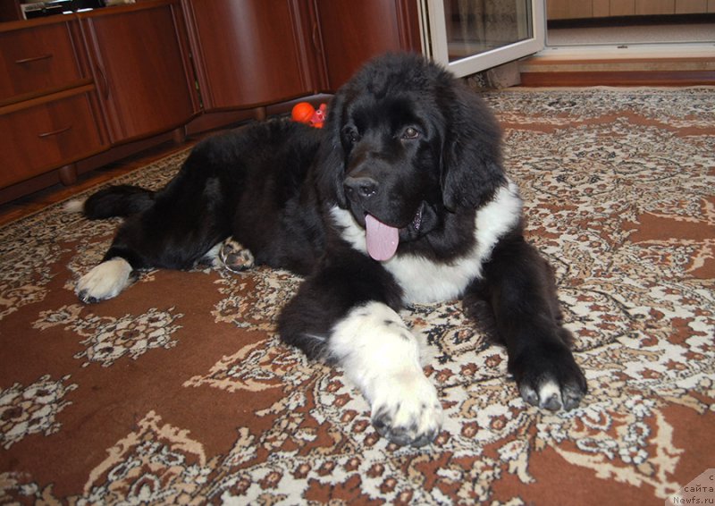 Фотография № 225530