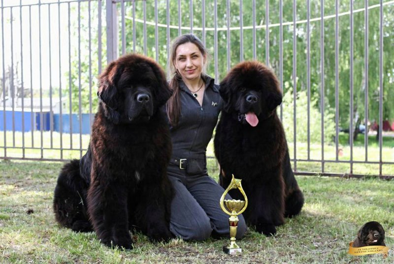 Фото: Виктор Хрищанович, Наталья Дубовская, ньюфаундленд И’мнотрэйзинг Дабтс из Волотова (I’mnotraising Doubts iz Volotova), ньюфаундленд Инстарсиз Майвэй из Волотова (Instarsis Myway iz Volotova)