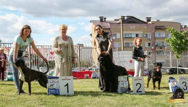 Фото: Виктор Хрищанович, Наталья Дубовская, ньюфаундленд Инстарсиз Майвэй из Волотова (Instarsis Myway iz Volotova)