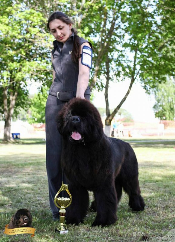 Фото: Виктор Хрищанович, Наталья Дубовская, ньюфаундленд Инстарсиз Майвэй из Волотова (Instarsis Myway iz Volotova)