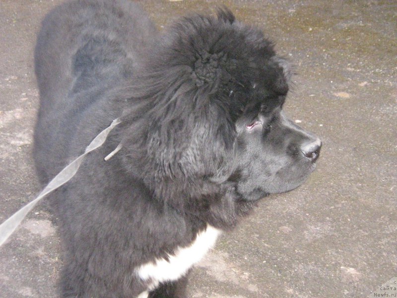 Фотография № 225542