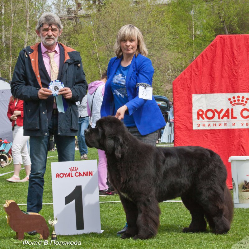 Фото: ньюфаундленд Смигар Брейнвейв (Smigar Brainwave)