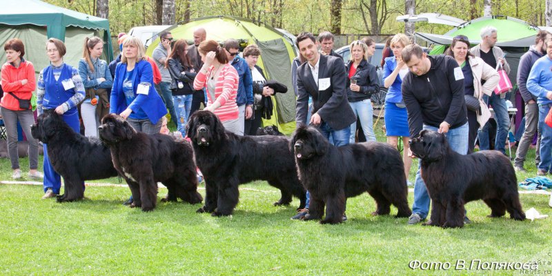 Фото: ньюфаундленд Смигар Танго ин зе Найт (Smigar Tango in the Night), ньюфаундленд Смигар Брейнвейв (Smigar Brainwave), ньюфаундленд Смигар Ливерпульский Четвертак (Smigar Liverpulsiy Chetvertak), ньюфаундленд Смигар Агдай Виртус (Smigar Agday Virtus), ньюфаундленд Смигар Афродита Медичи
