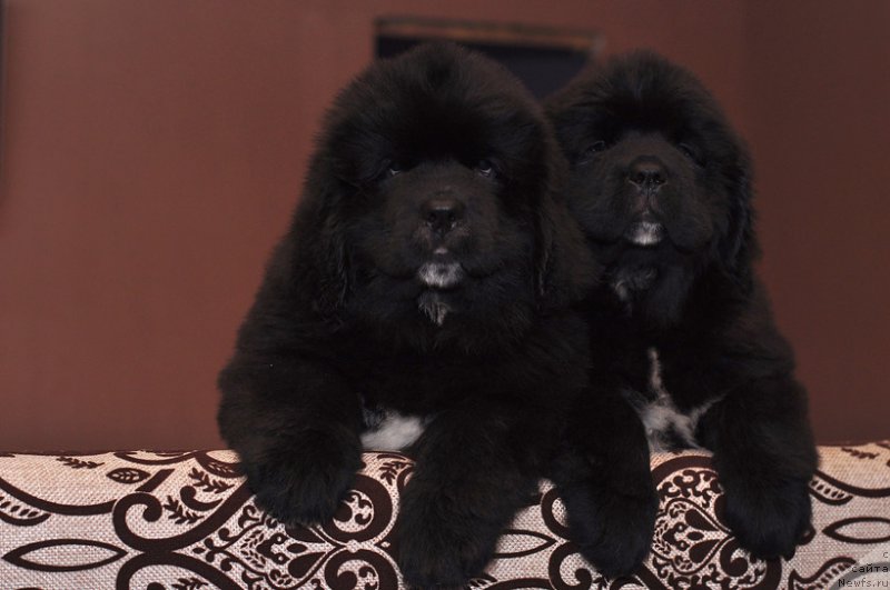 Фото: ньюфаундленд Ньюфорт Лурия, ньюфаундленд Ньюфорт Линдаль