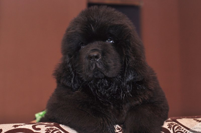 Фотография № 225560