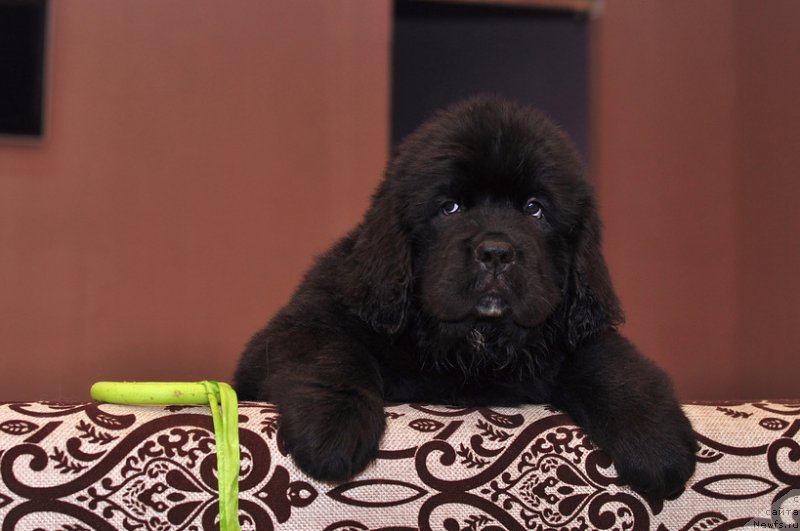 Фото: ньюфаундленд Ньюфорт Лайнус