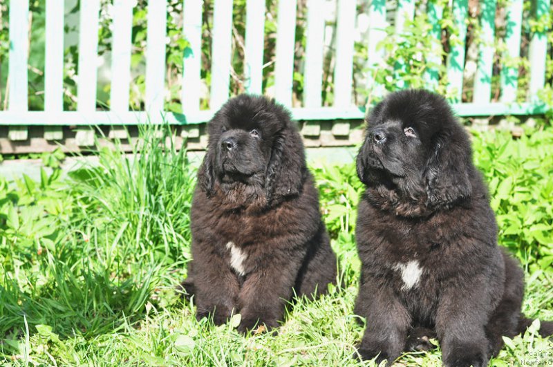 Фото: ньюфаундленд Ньюфорт Леонардо, ньюфаундленд Ньюфорт Ландау