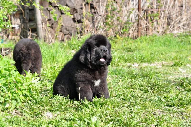 Фото: ньюфаундленд Ньюфорт Леонардо