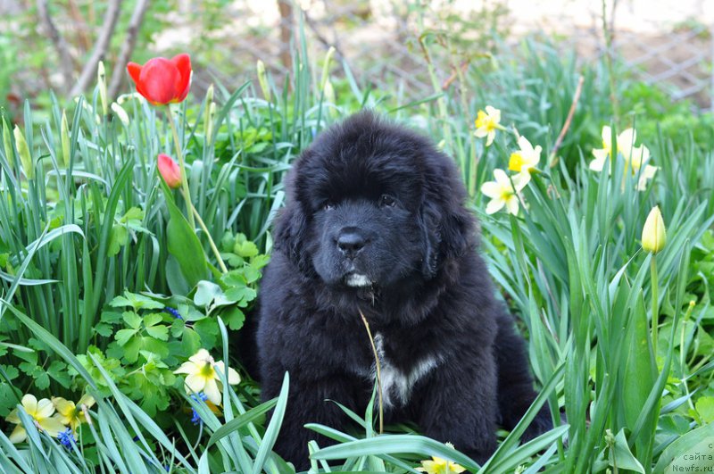 Фото: ньюфаундленд Ньюфорт Лурия