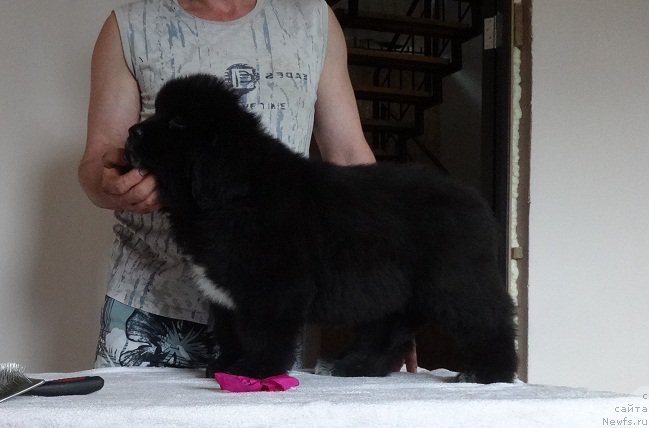 Фото: ньюфаундленд Ньюфорт Линдаль