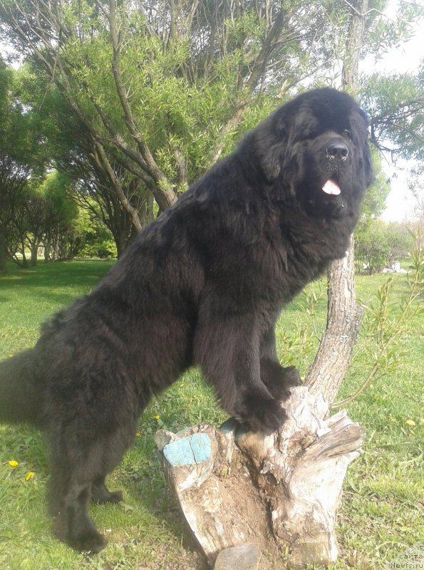 Фото: ньюфаундленд Бегущая по Волнам Чичаритто