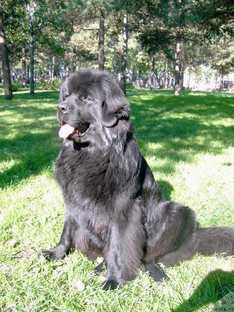 Фото: ньюфаундленд Ренесанс Принцесс из Нового Света