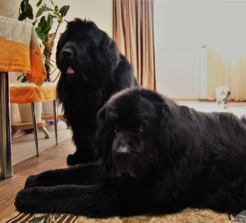 Фотография № 225609