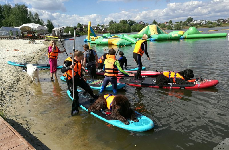 Фото: ньюфаундленд Черный Шарм Ангельская Красота (Chernyi Sharm Angel'skaya Krasota)