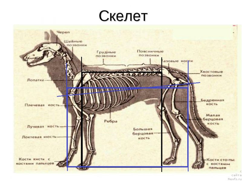 Фотография № 225615