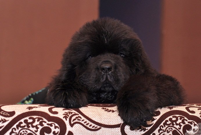 Фото: ньюфаундленд Ньюфорт Леонардо