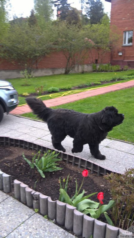 Фото: ньюфаундленд Белкондер-Клаб Кассиопея