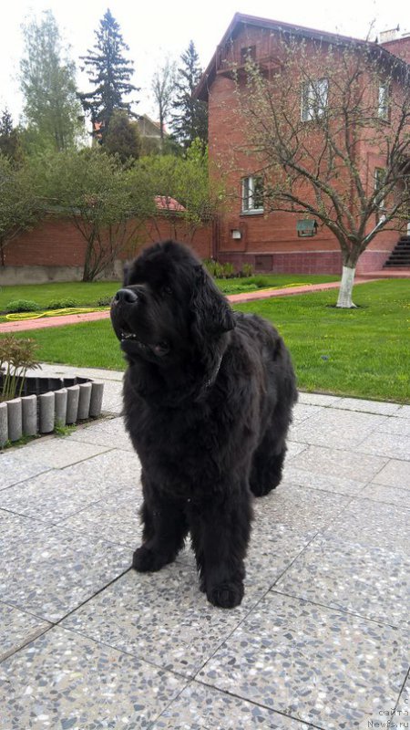 Фото: ньюфаундленд Белкондер-Клаб Кассиопея