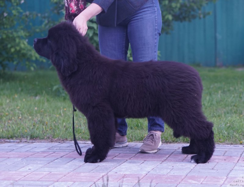 Фото: ньюфаундленд Акватория Келвин Лаврентий