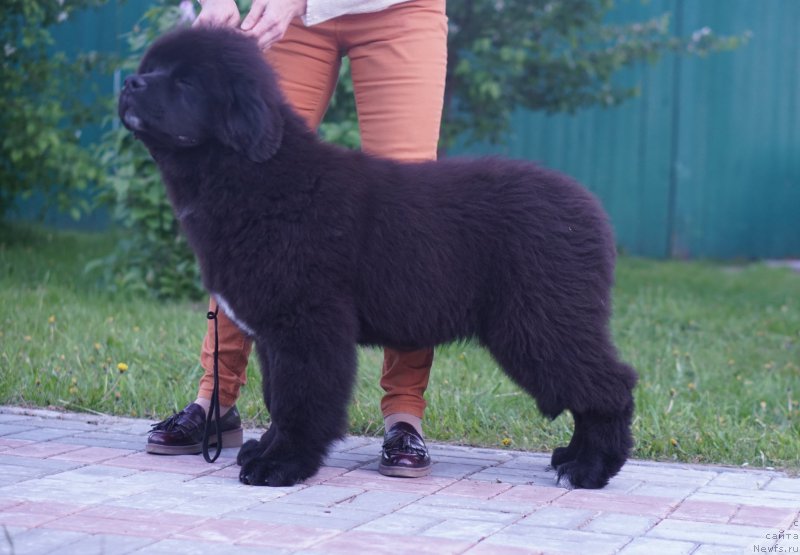 Фото: ньюфаундленд Акватория Келвин Лаврентий