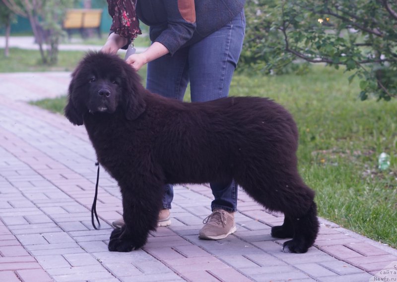 Фото: ньюфаундленд Акватория Келвин Лаврентий